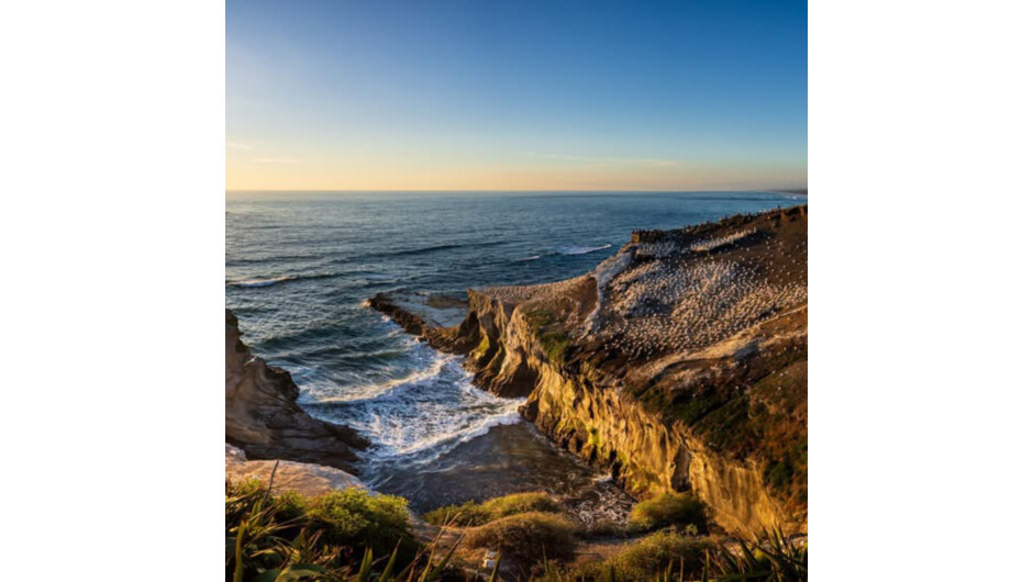 Stunning West Coast and Gannet Colony