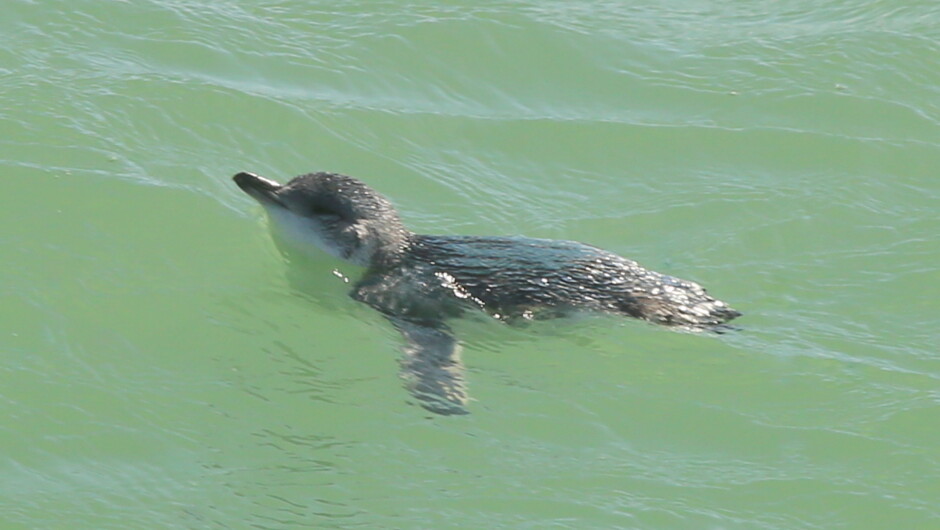 White Flippered Penguin