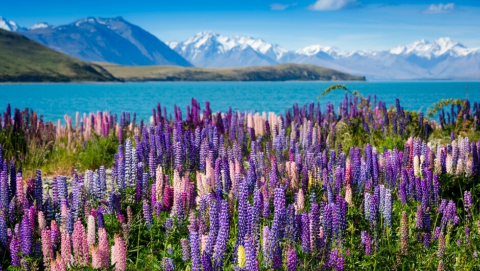 Lupins by Lake Tekapo