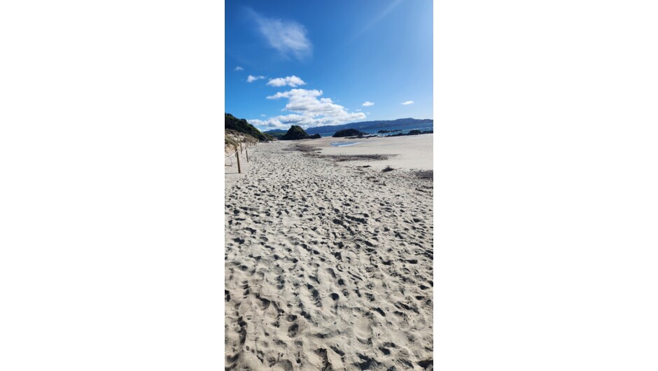 White sand at Tawharanui Beach