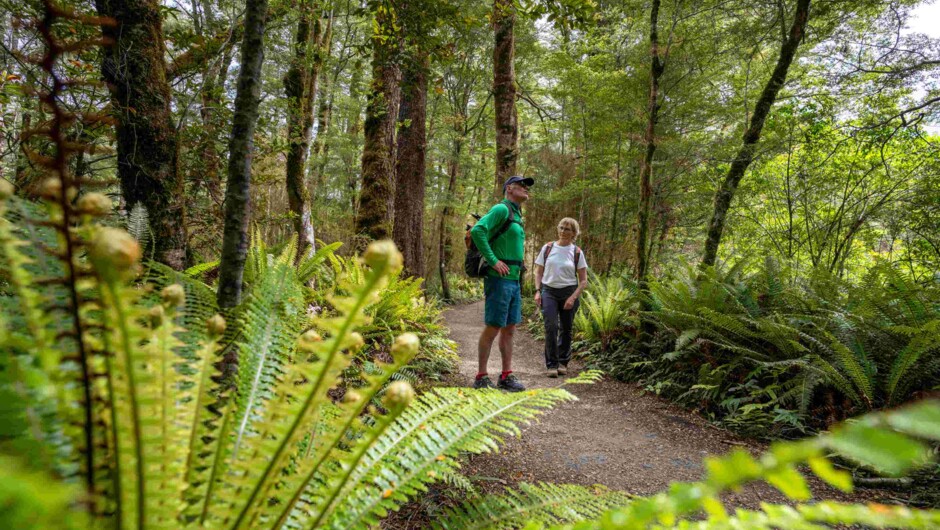 Discover the lush native forest on the Kepler Track