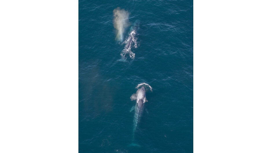 Kaikōura Helicopters Whale Watching