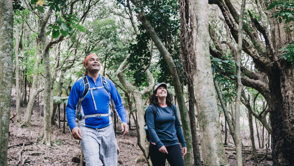Native Bush Walks, Coromandel