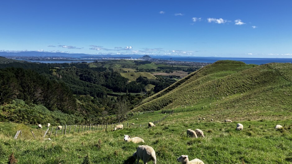 Papamoa Hills