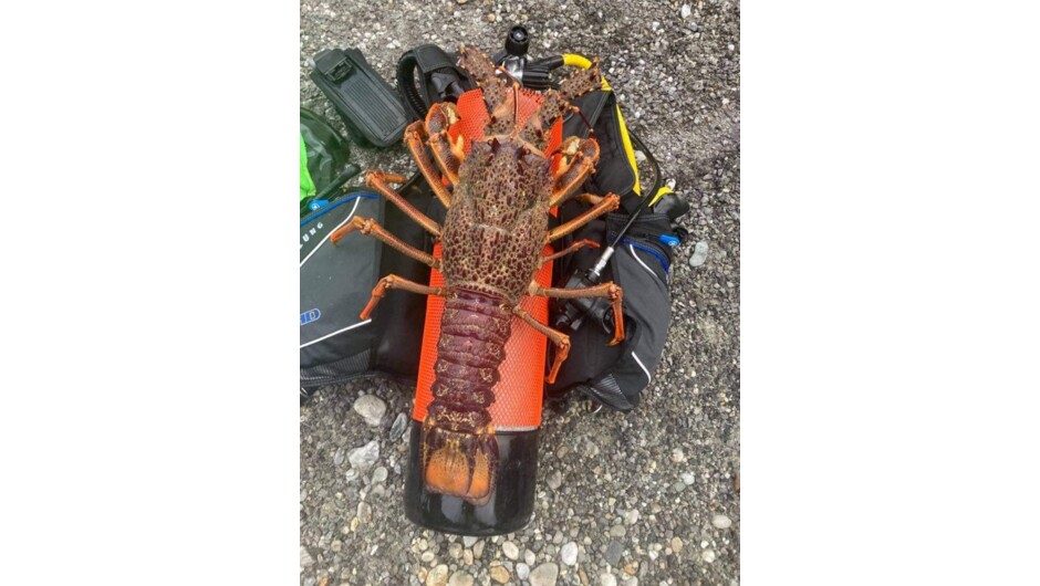 5kg crayfish