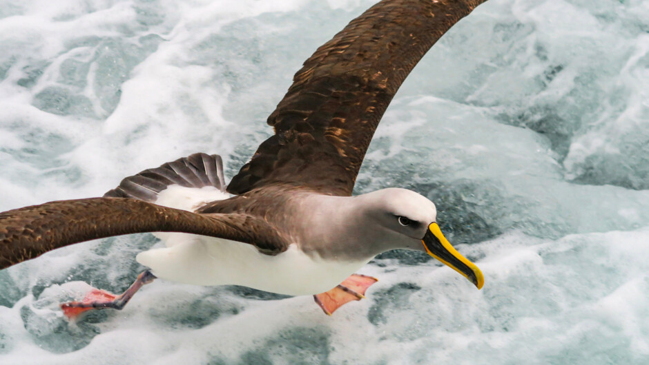 The chance to encounter Fiordland’s remarkable birdlife - part of your authentic overnight journey.
