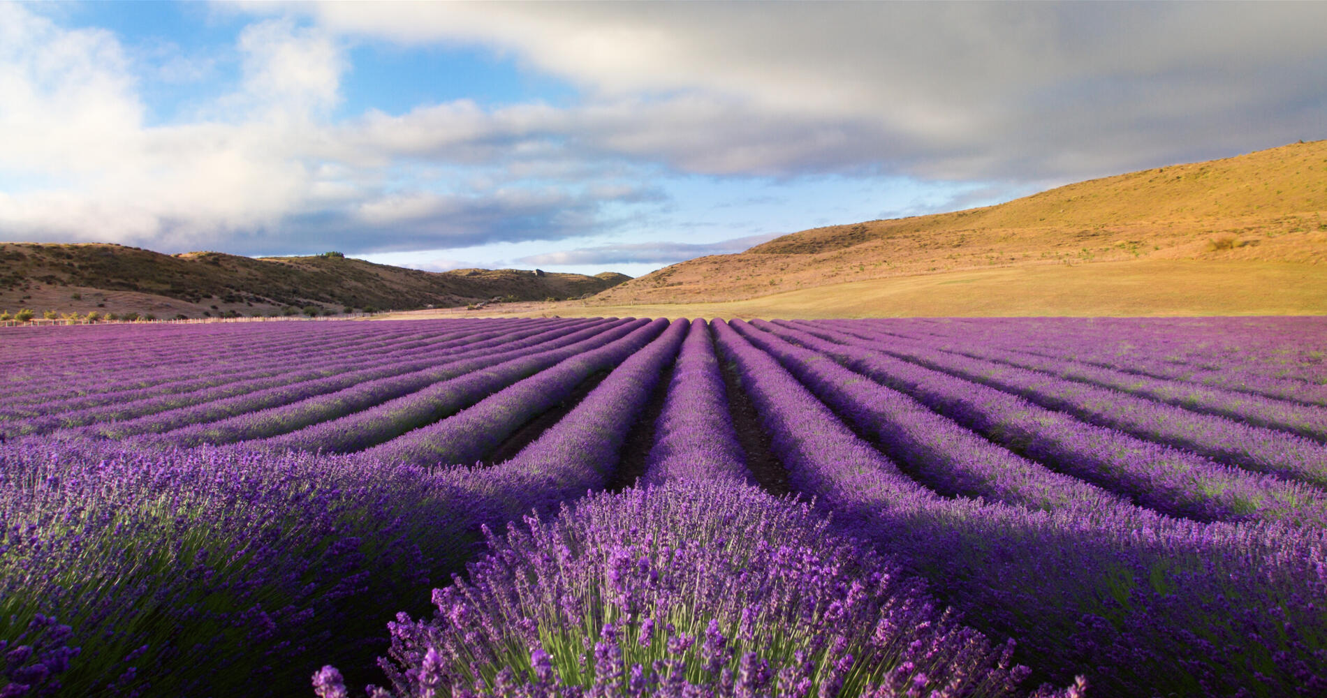 New Zealand Alpine Lavender Farm | Activities & Day Trips in