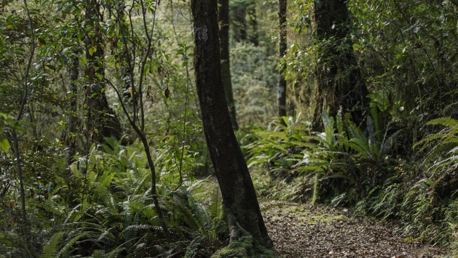 Forest of Maruia River Retreat