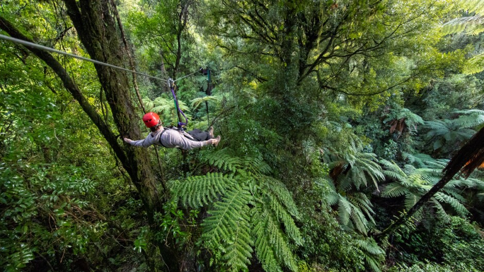 Zipline adventure in Rotorua through an ancient forest.