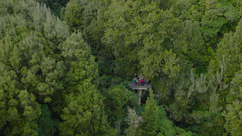 Ziplines transport you to tree top platforms