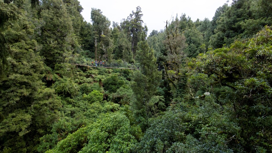 Massive suspended swing bridges on the Ultimate Canopy Tour.
