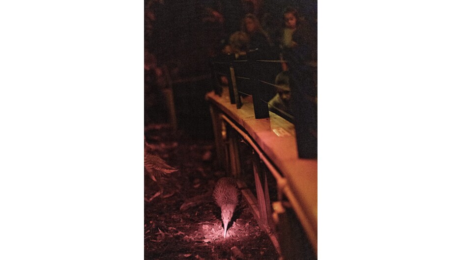 See highly Endangered Kiwi in an open enclosure &amp; not behind any glass.