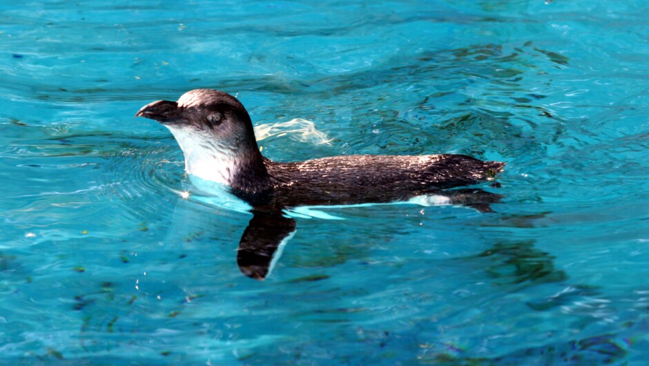 New - see our ambassadors, Little Blue who cannot be returned to the wild