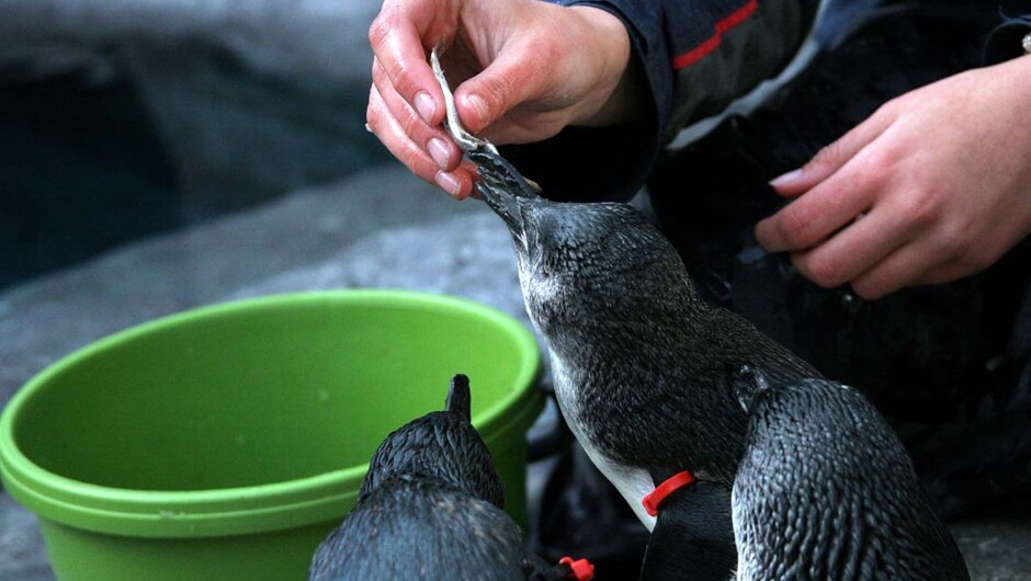 Live Penguin Feeding at 11am and 3pm Daily