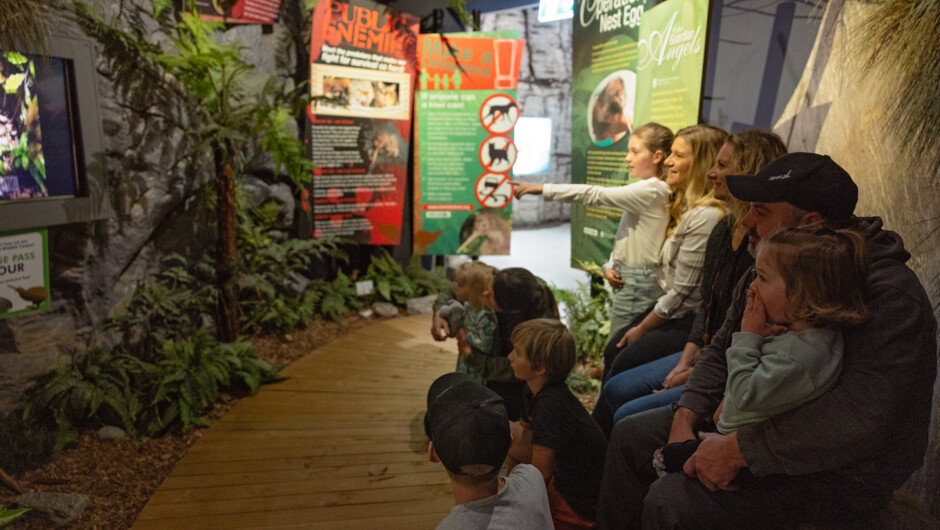Discover how Kiwi eggs are brought into the West Coast Wildlife Centre from the wild