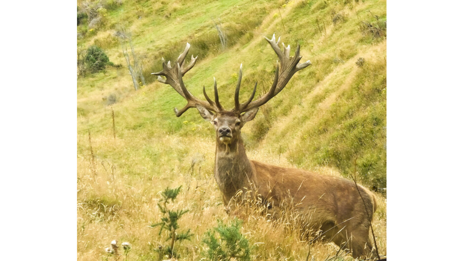 Hunt the largest trophy red stags in the world that can exceed 700 Safari Club International (SCI) at Fiordland's only private hunting estate