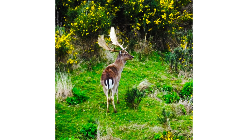 Trophy Fallow Bucks over 200 SCI are common achievements for New 
Zealand hunters