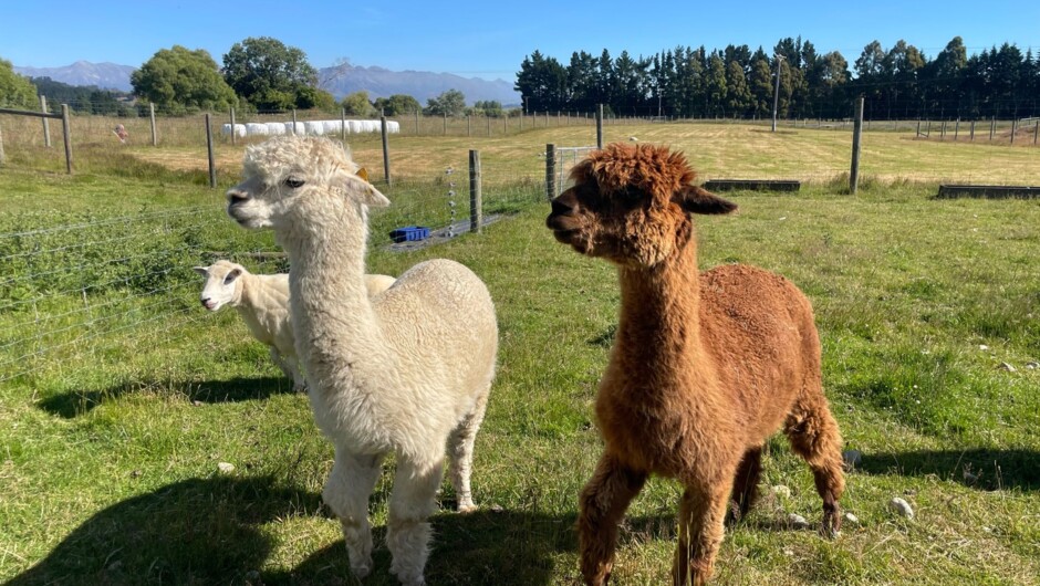 Friendly farm animals