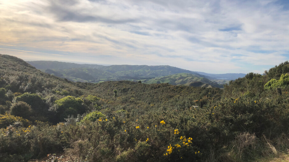 Wellington country views