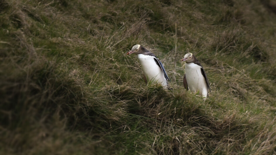 Yellow eyed penguins returning home from the ocean.