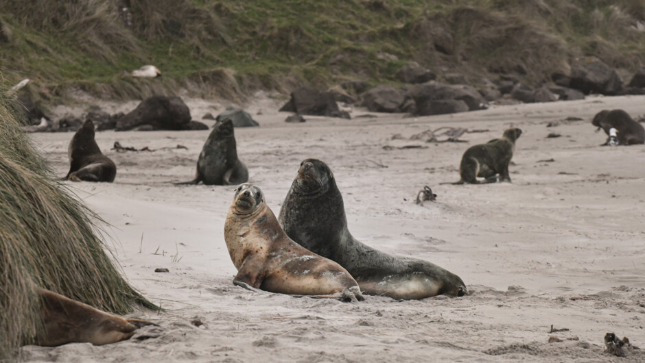 New Zealand sea lions viewed from a private beach.