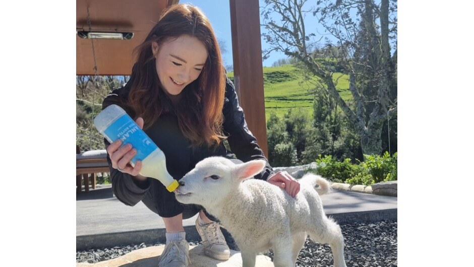 Ripples is located on an 870-hectare sheep and beef farm, and we often have animals in the paddocks surrounding the cabins, including pet lambs in spring.