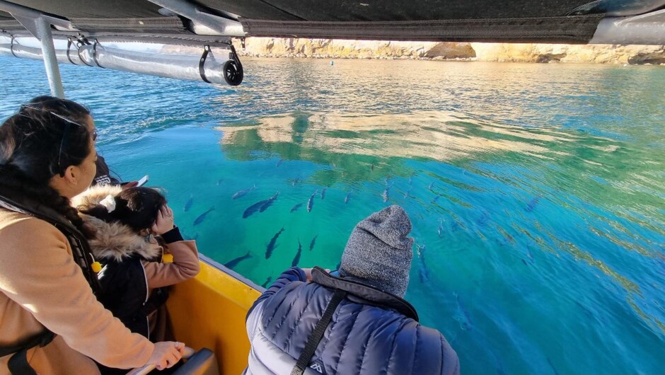 Marvel at the marine wildlife &amp; clear water