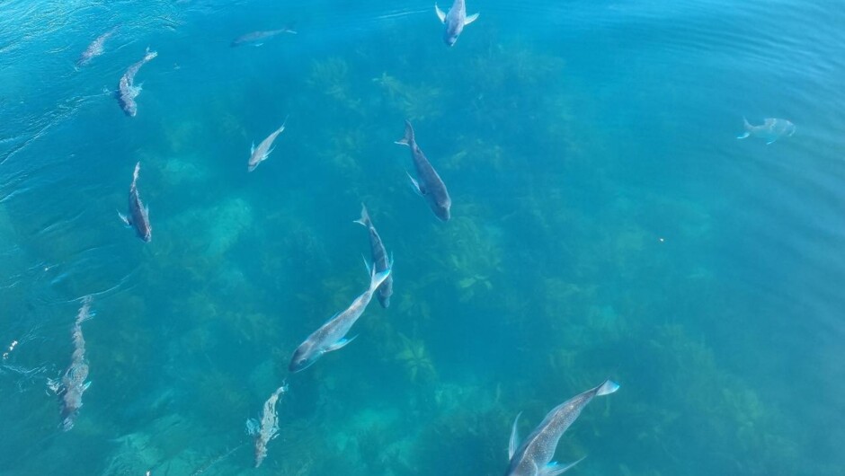 Stunning marine wildlife