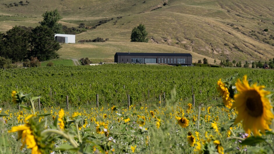 Diversity at the Home Vineyard.