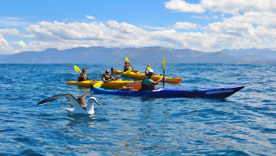 Kaikōura kayaks, Royal Albatross