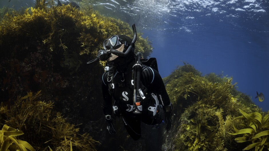 Diver in the ecklonia kelp forests.