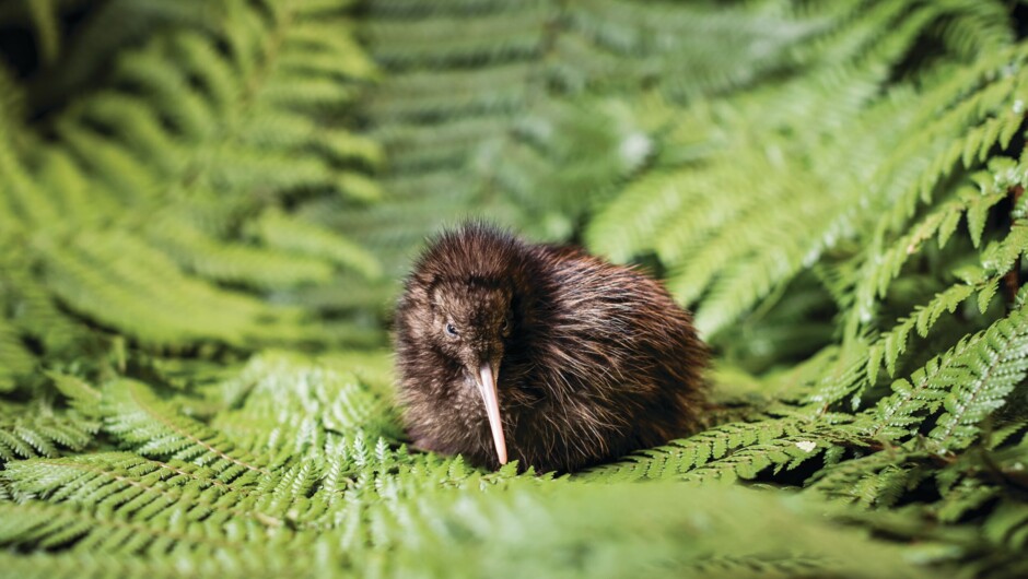 See kiwi chicks at National Kiwi Hatchery between September and April