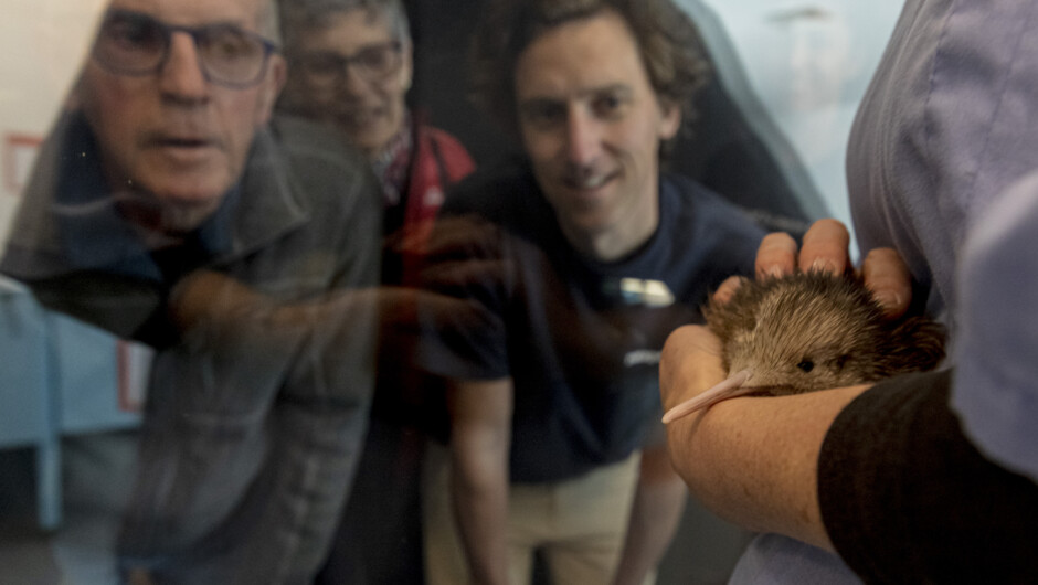 See kiwi chicks on the National Kiwi Hatchery Tour