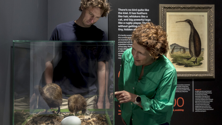 National Kiwi Hatchery, Rotorua, New Zealand