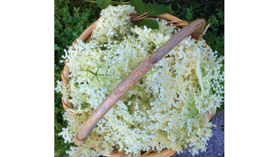 ElderFlower gets picked in early summer and is used to make delicious Elderflower drinks