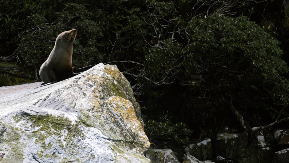 Milford Sound Seal Rock