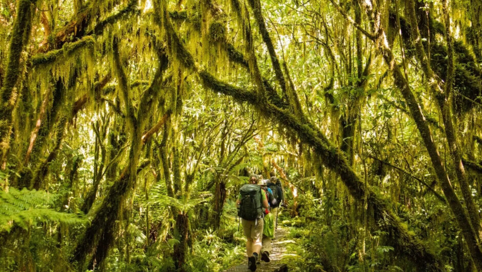 Milford Track