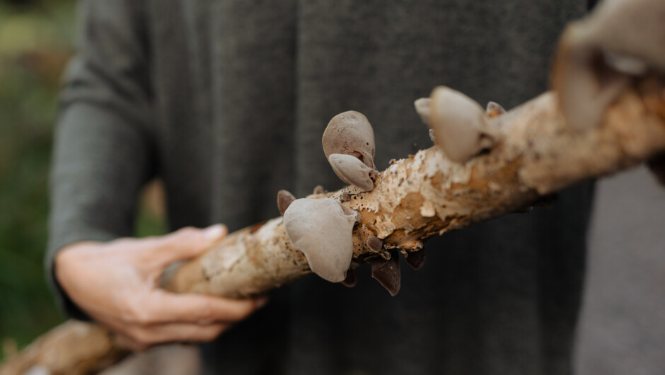 Native mushrooms in season