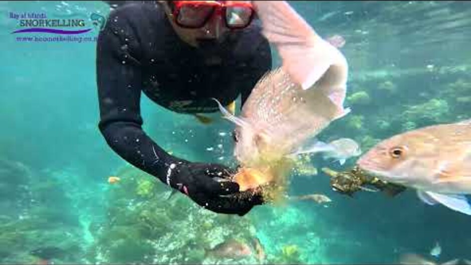 Bay Of Islands Snorkeling