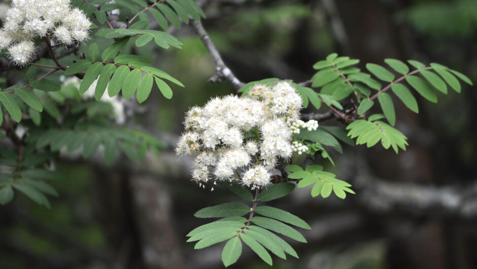 The Northern Cemetery-The Ghost Garden Walk
