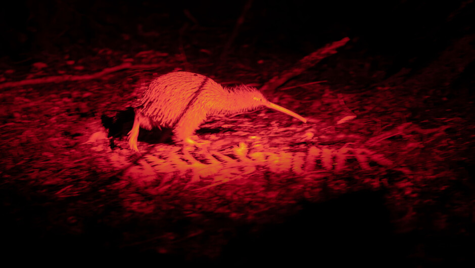 Wild Kiwi Encounter - Rakiura Stewart Island