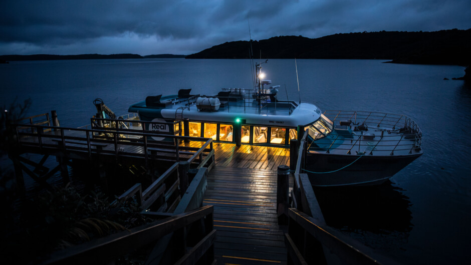 Wild Kiwi Encounter - Rakiura Stewart Island