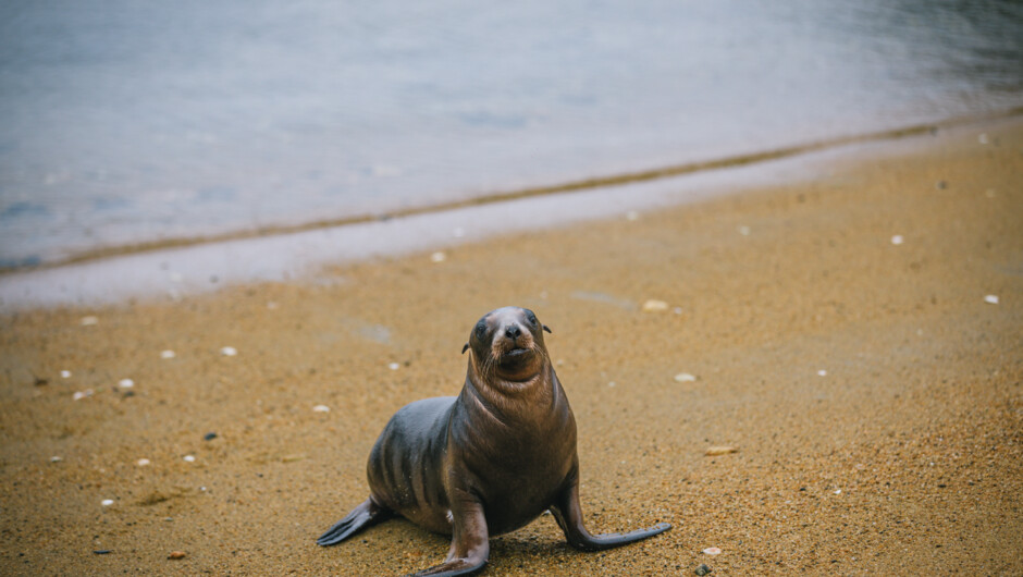 Stewart Island seal