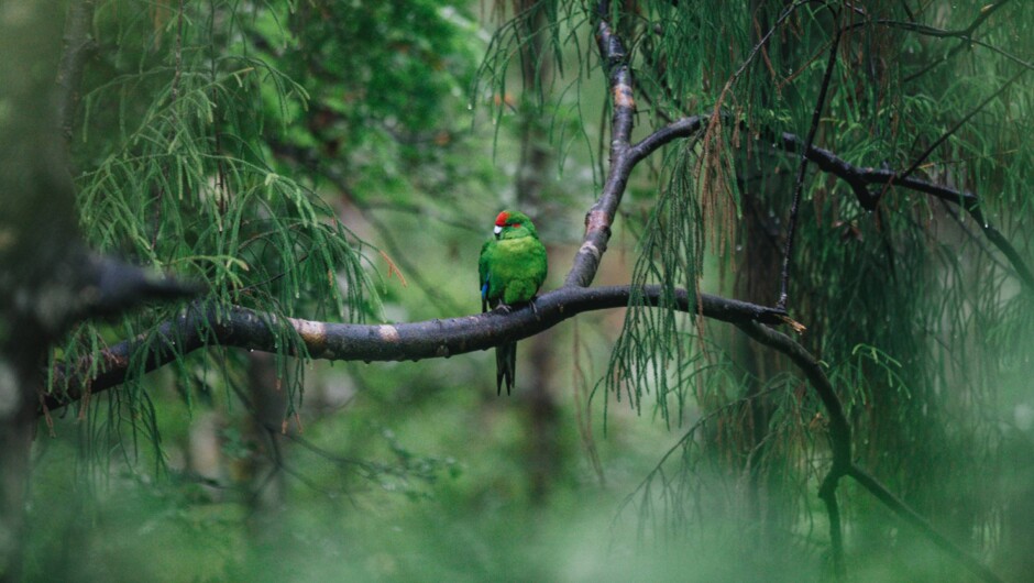 Stewart Island birdlife
