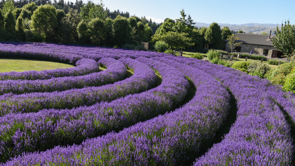 Heli Lavender Farm