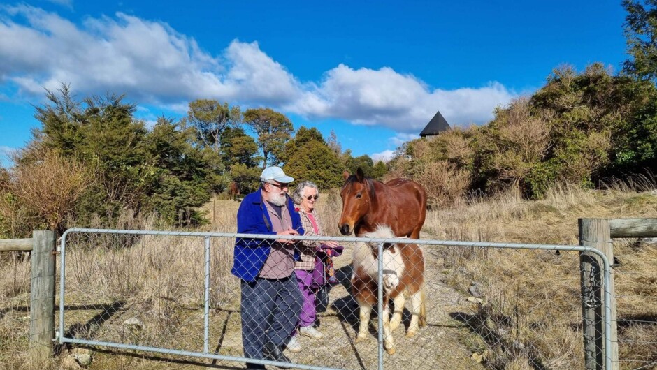 Walks with the horses