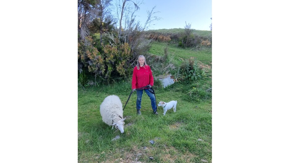 Dog walks at Hidden Valley Farm