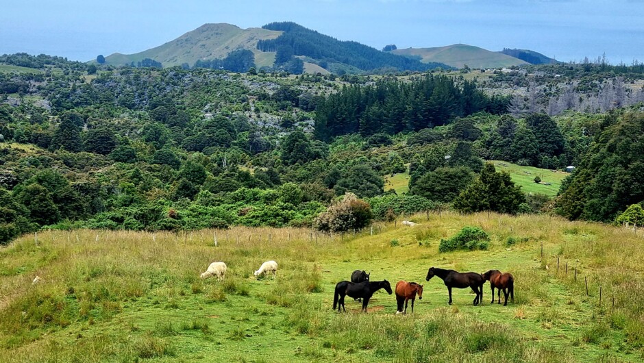 Experience 400 acres of Kiwi wilderness