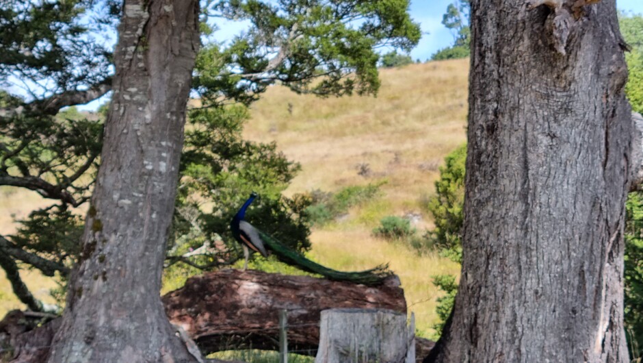 Percy the Peacock - Hidden Valley farm resident