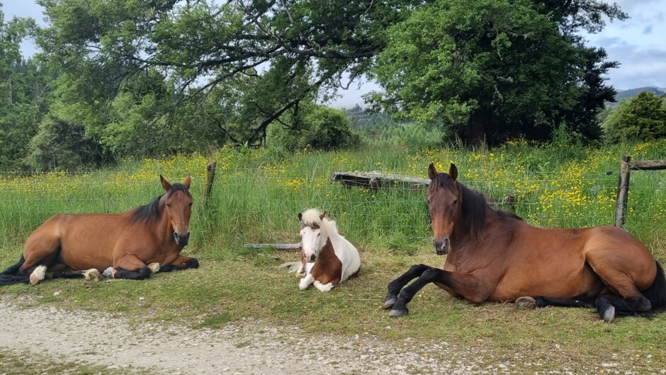 Hidden Valley Sanctuary horses
